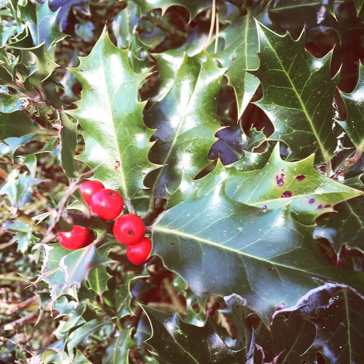 Christmas anybody? No?