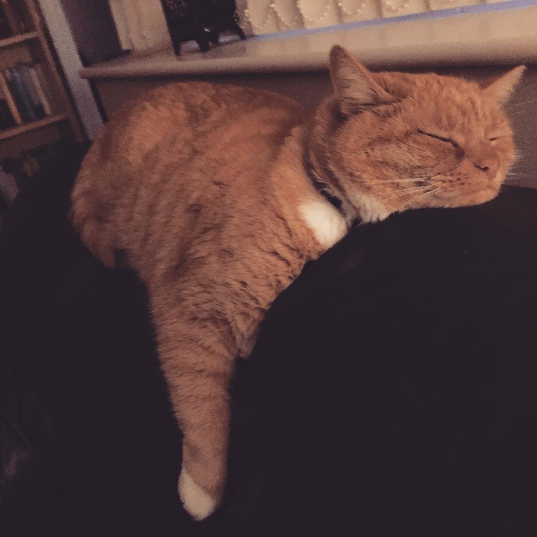 really though, this cat has no chill