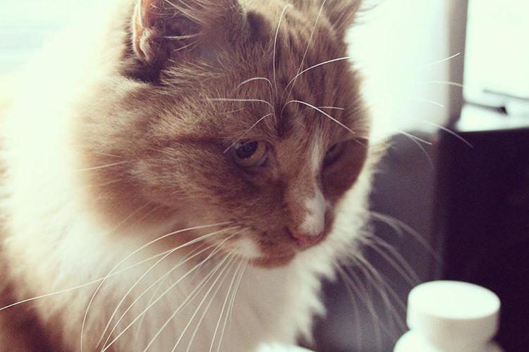 My cat is more charismatic than me. 🐈🌟