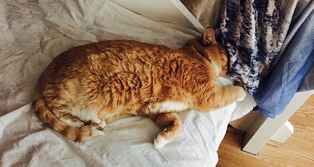 This cat looks how I feel.