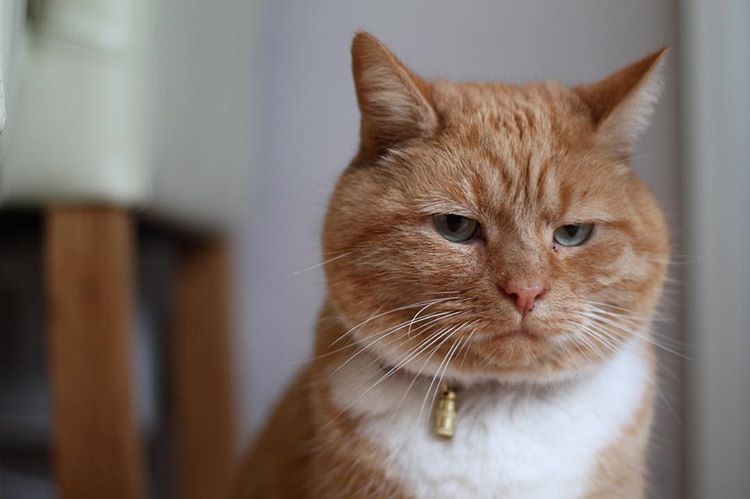 My cat is a bruiser.