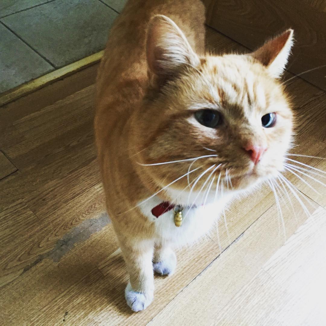 The 'is this food?' face