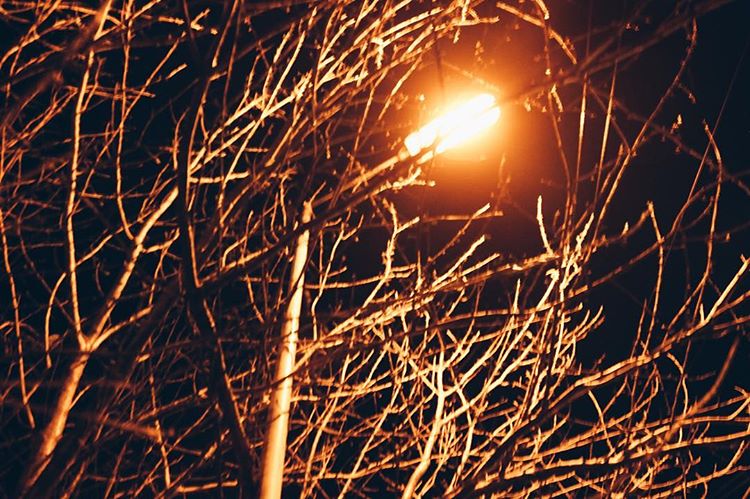 The trees are coming. 🌲🌳