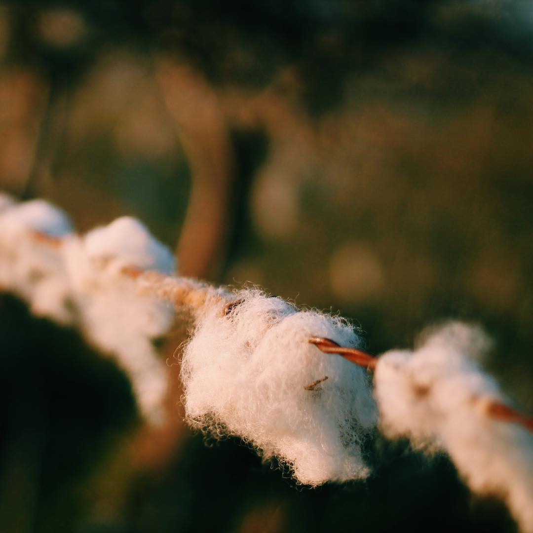 Sheep Wool Barbed Wire Fence Words