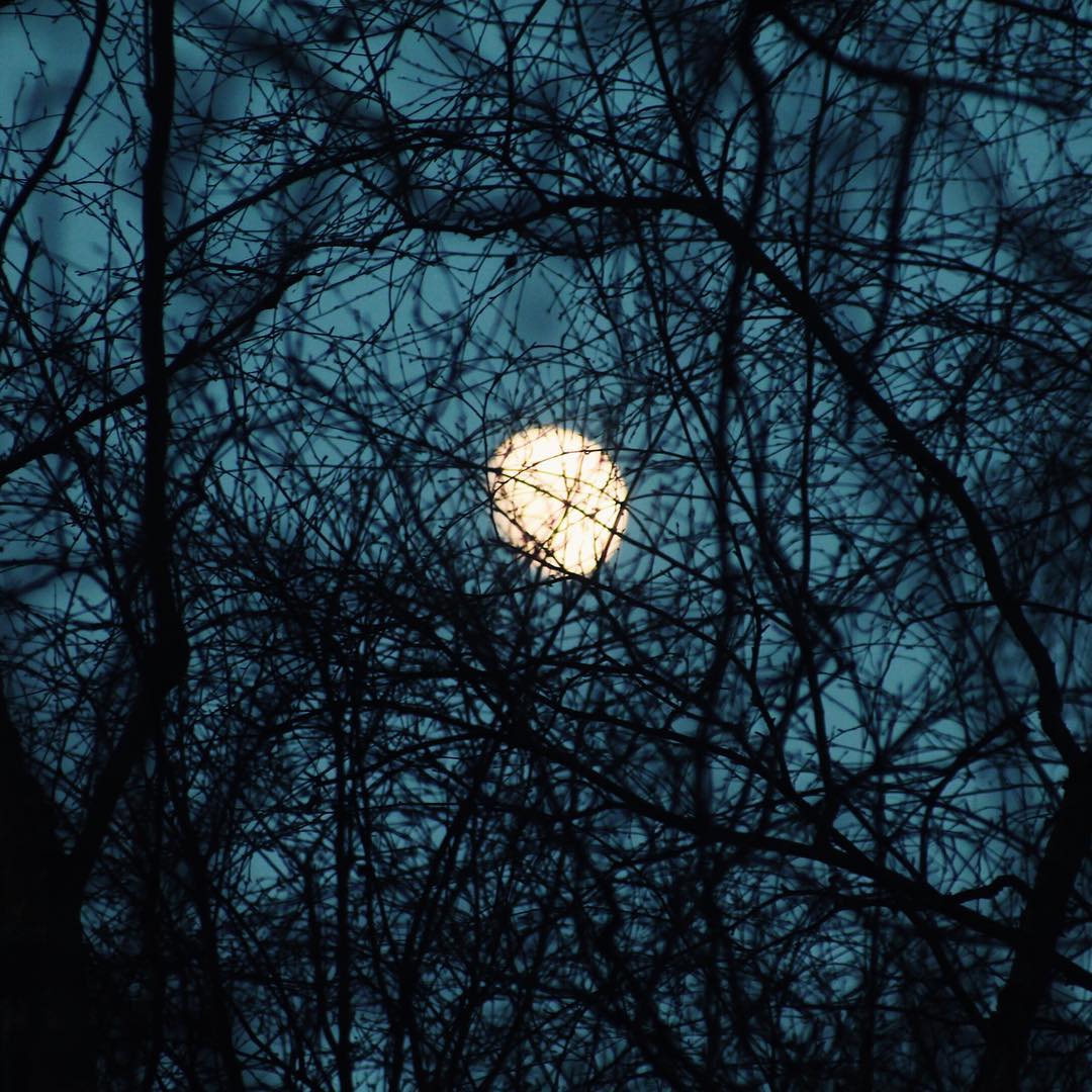 The Revenant is the best film of this Oscar year in my opinion. It's totally brutal, gorgeous, and manages to be gripping and tense throughout.