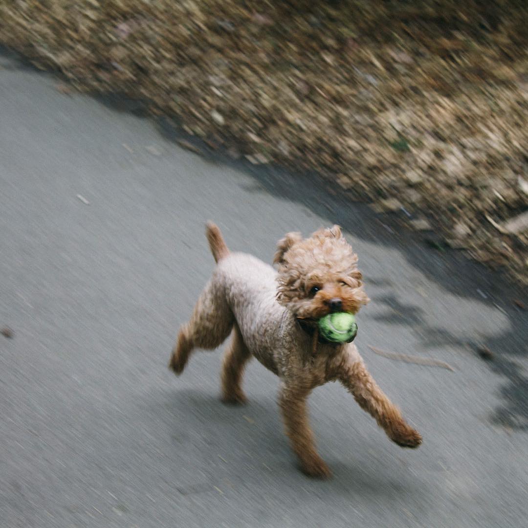 dogDOGdogDOGdog 🎾🐶