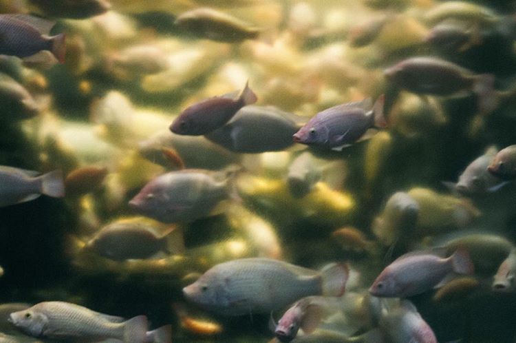 Gonna go see Niagra Falls today. Sploosh indeed. ☔️