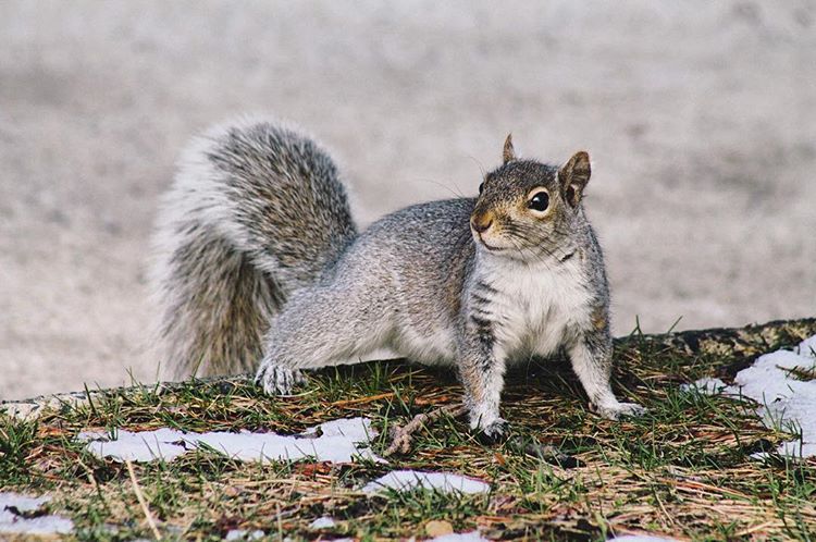 Every time I see squirrels and take a photo, they come closer and strike multiple different poses. No joke, every time. 🌿