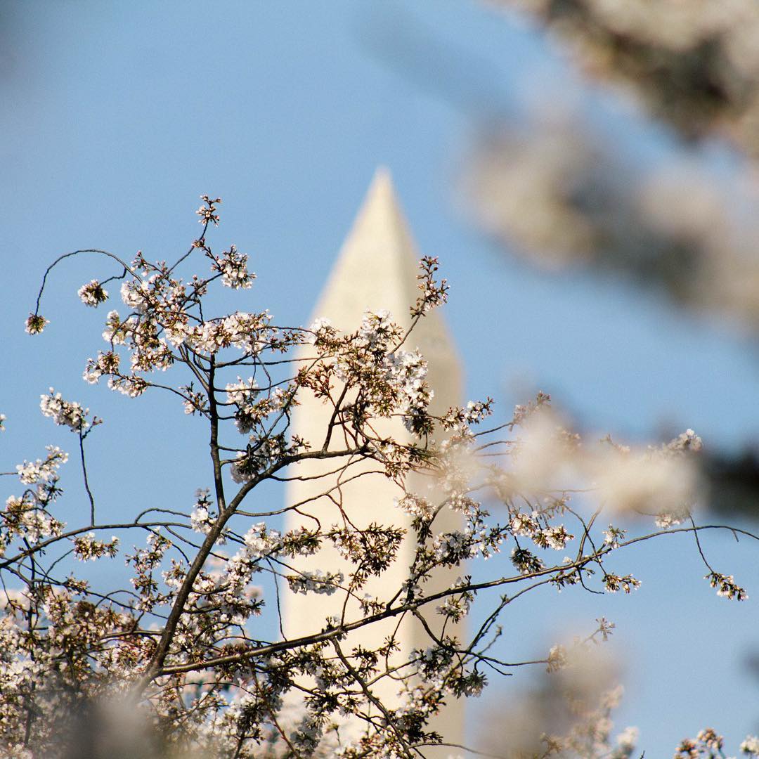 The Washington Penis Extension