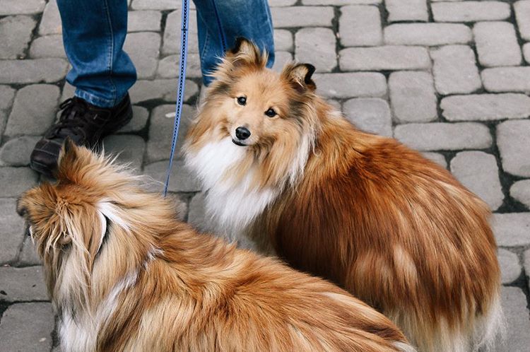 Some sort of small mammal 🐶