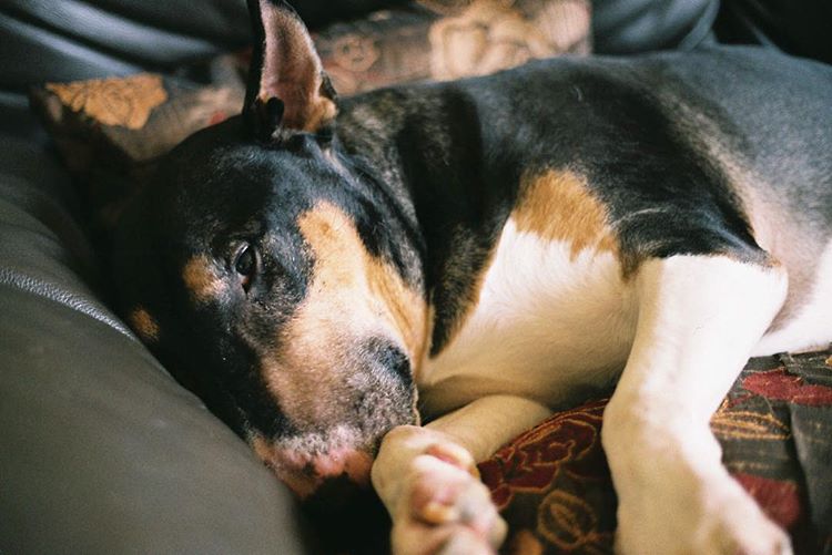 The oldest dog in the world