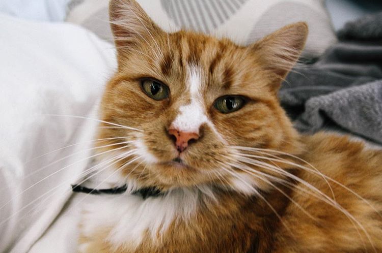 evening. the dragon princess - prepare yourselves for a flood of countryside photos. 🌳