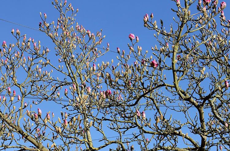 70.0 - 💎 blue skies morning 💎