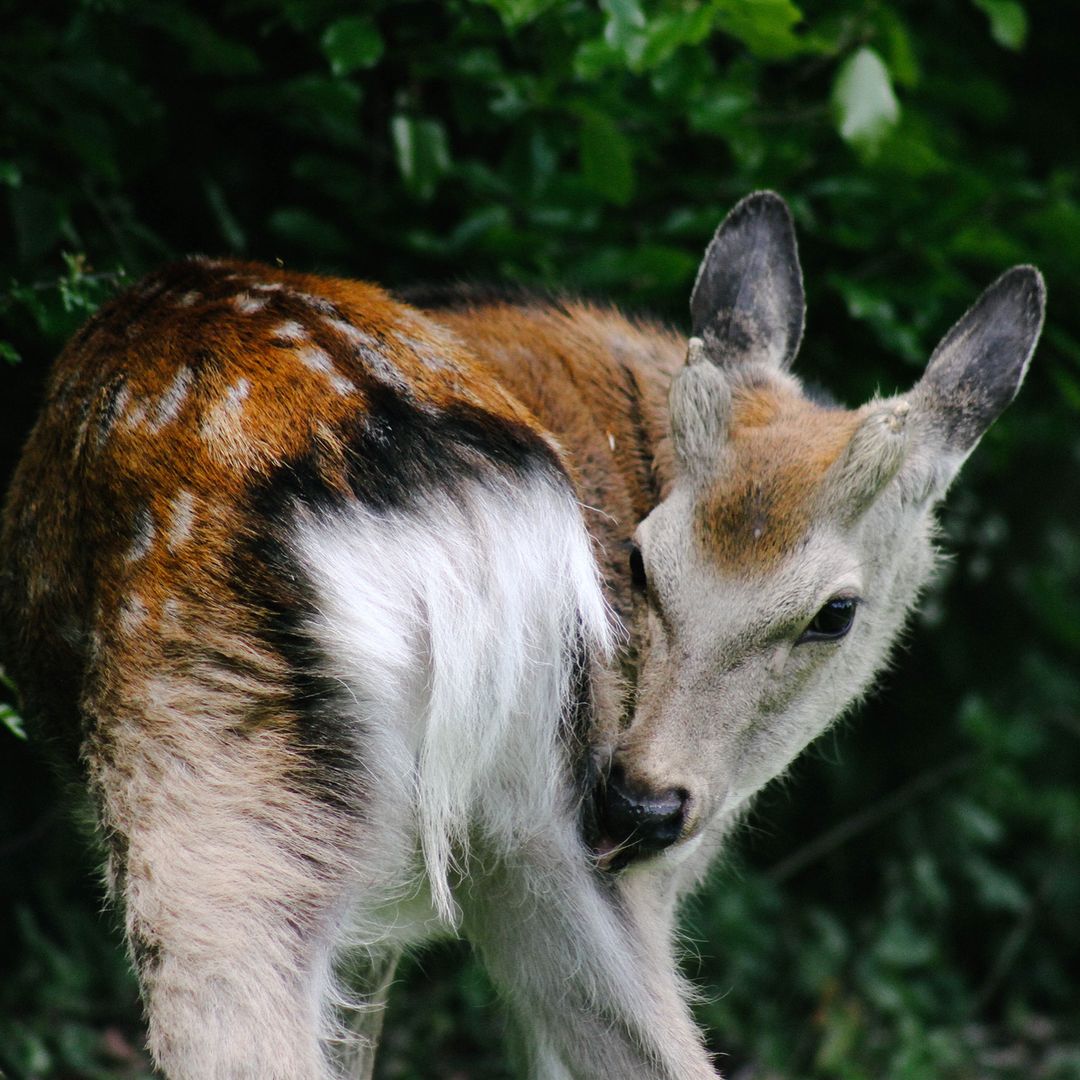 123.1 - that time there was a deer 🦌🌳
