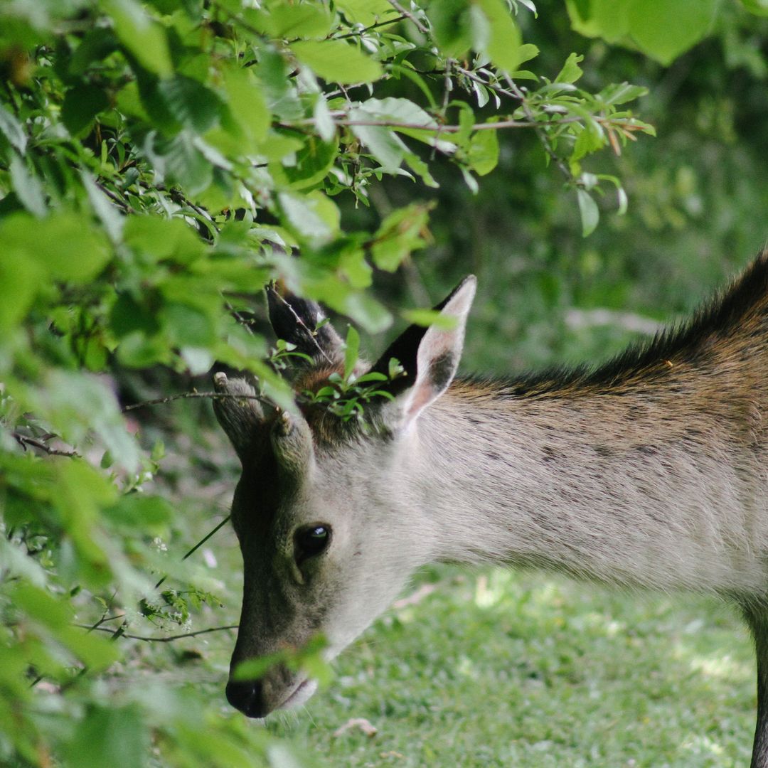 123.1 - that time there was a deer 🦌🌳