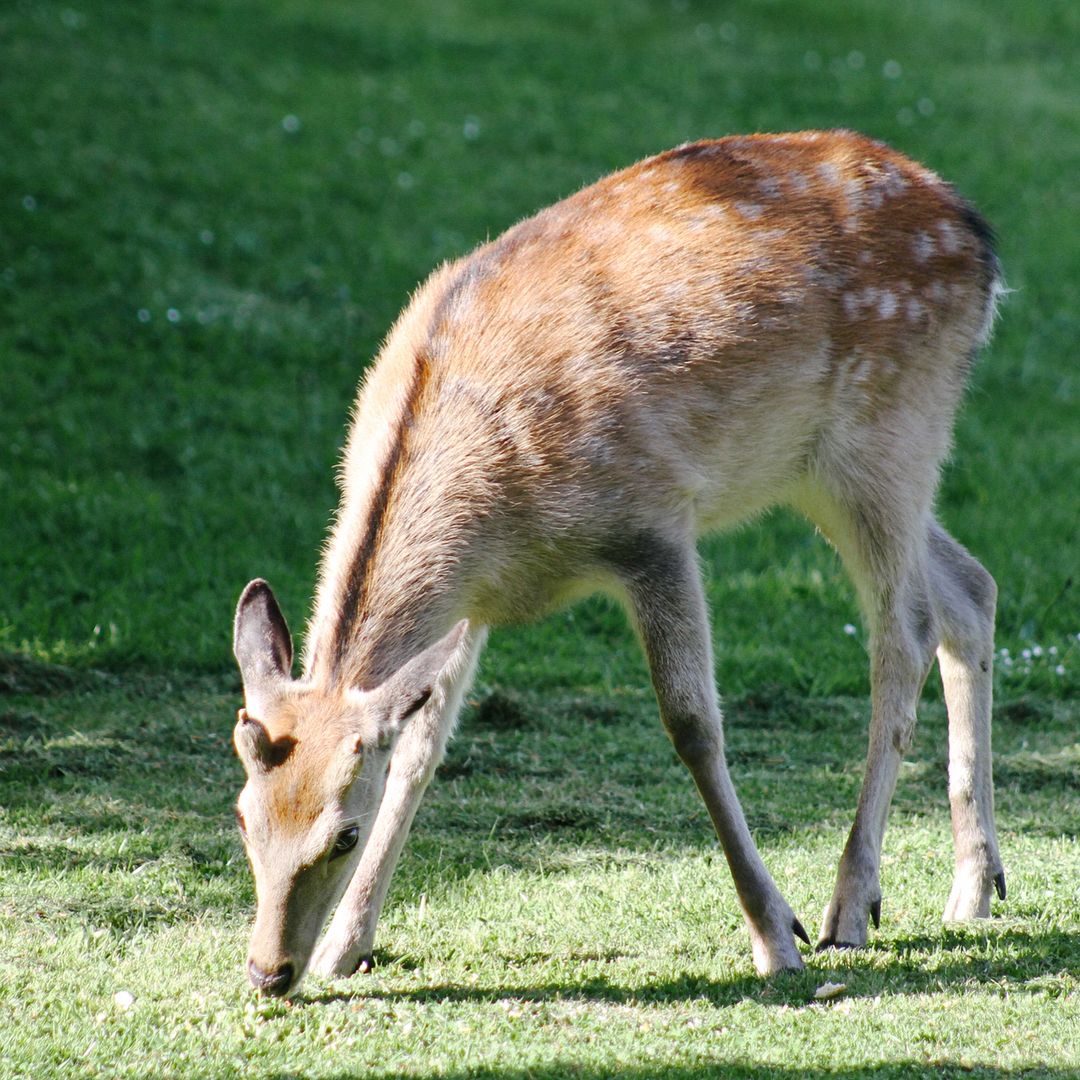 123.1 - that time there was a deer 🦌🌳