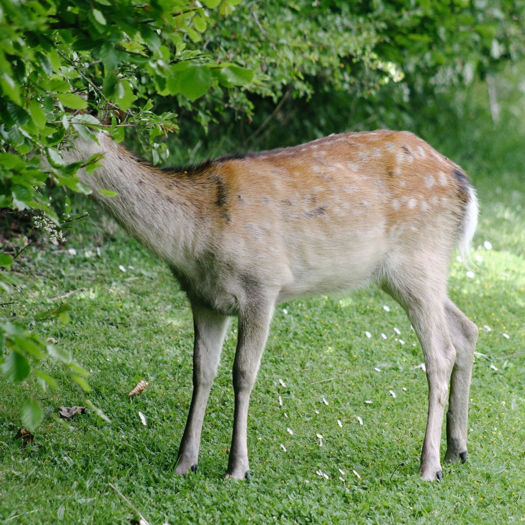 123.1 - that time there was a deer 🦌🌳