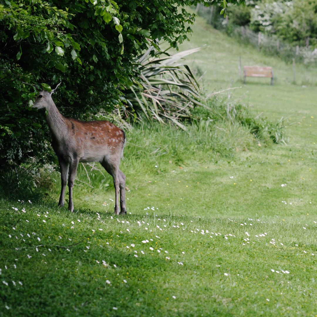 123.1 - that time there was a deer 🦌🌳