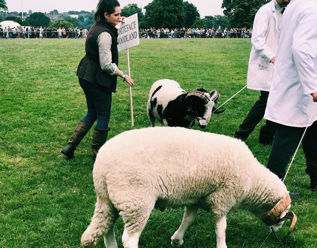 171.1 - industrialised meat industry blues