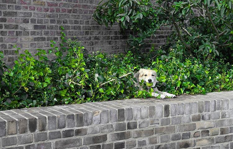 223.1 - may the doggos inherit the earth