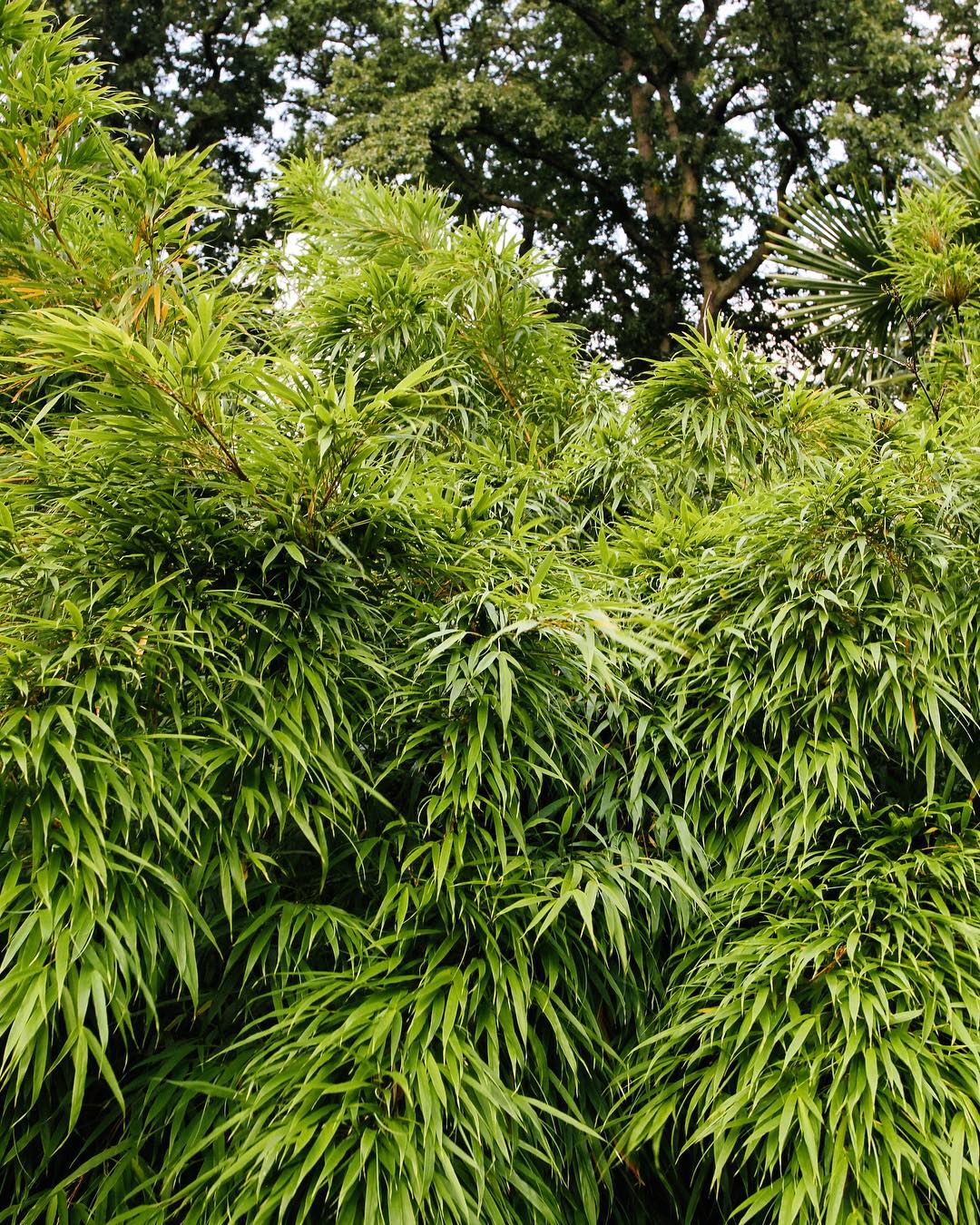 227.1 - new black mirrors