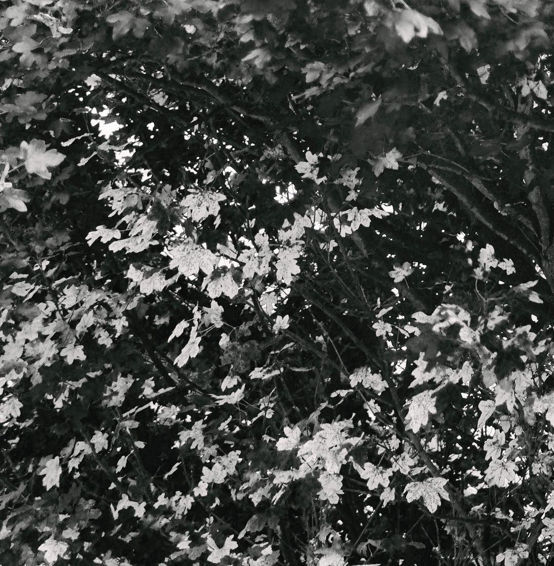 233.1 - turn leaf 🍃