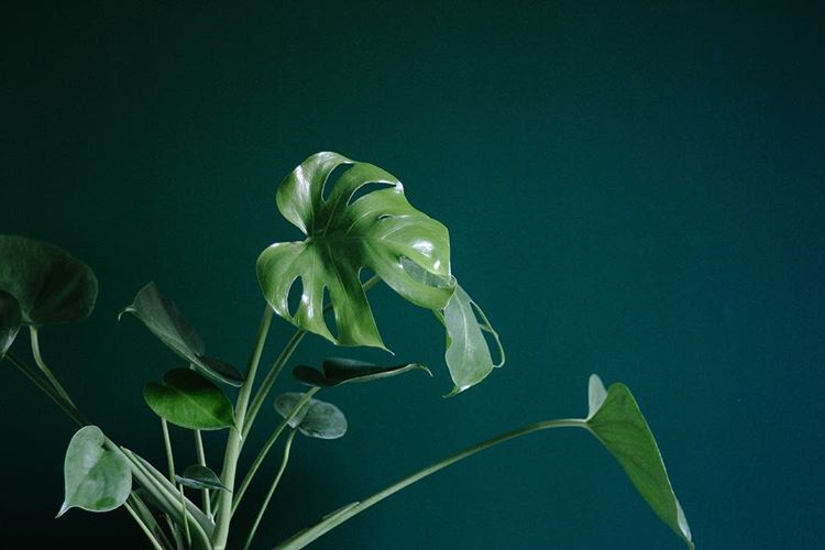 you have to hold on to what vegetation you have 🌿